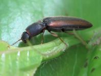 Gestreifter Forstschnellkäfer, Dalopius marginatus