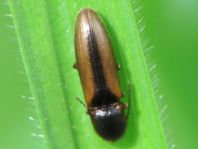 Gestreifter Forstschnellkäfer, Dalopius marginatus