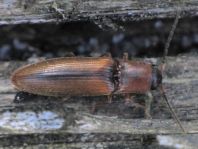 Gestreifter Forstschnellkäfer, Dalopius marginatus