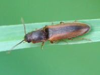 Gestreifter Forstschnellkäfer, Dalopius marginatus