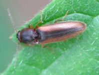 Gestreifter Forstschnellkäfer, Dalopius marginatus