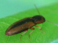 Gestreifter Forstschnellkäfer, Dalopius marginatus