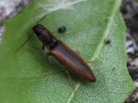 Gestreifter Forstschnellkäfer, Dalopius marginatus