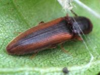 Gestreifter Forstschnellkäfer, Dalopius marginatus
