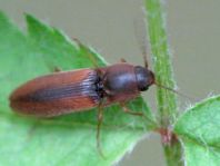 Gestreifter Forstschnellkäfer, Dalopius marginatus
