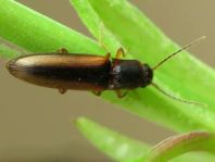 Gestreifter Forstschnellkäfer, Dalopius marginatus