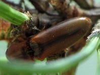 Gestreifter Forstschnellkäfer, Dalopius marginatus