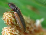 Gestreifter Forstschnellkäfer, Dalopius marginatus