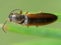 Gestreifter Forstschnellkäfer, Dalopius marginatus