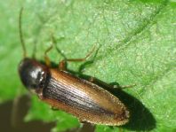 Gestreifter Forstschnellkäfer, Dalopius marginatus