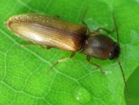 Gestreifter Forstschnellkäfer, Dalopius marginatus