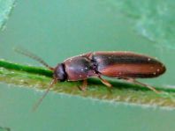 Gestreifter Forstschnellkäfer, Dalopius marginatus