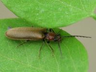 Denticollis linearis