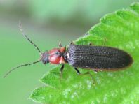 Denticollis linearis