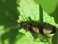Denticollis linearis