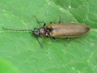 Denticollis linearis
