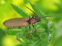 Denticollis linearis