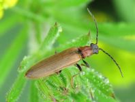 Denticollis linearis