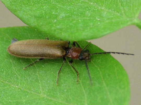 Denticollis linearis