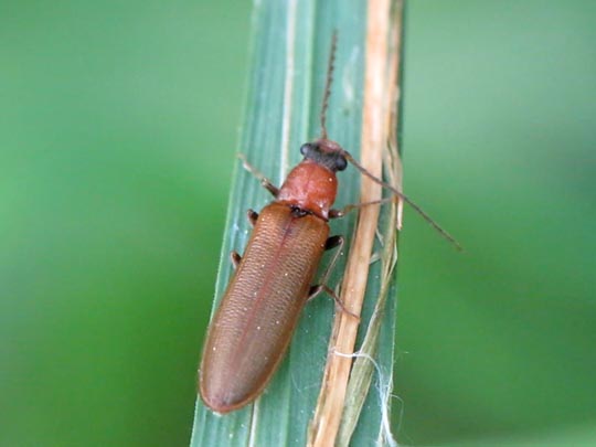Denticollis linearis