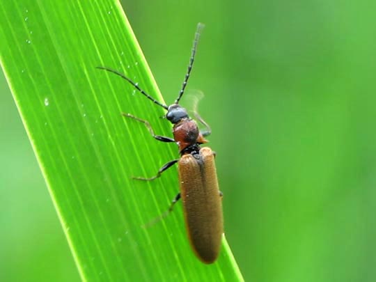 Denticollis linearis