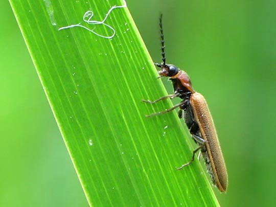 Denticollis linearis