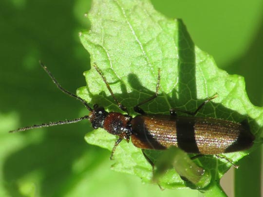 Denticollis linearis