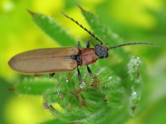 Denticollis linearis