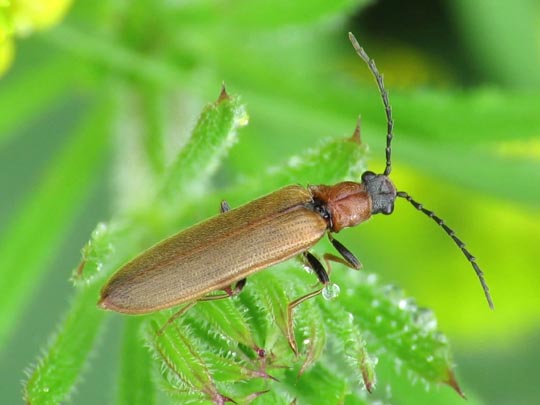 Denticollis linearis