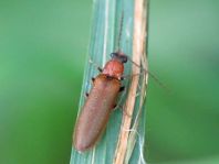 Denticollis linearis