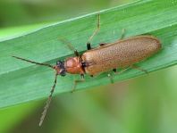Denticollis linearis