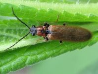 Denticollis linearis