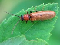 Denticollis linearis
