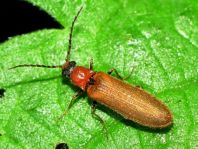 Denticollis linearis