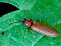 Denticollis linearis