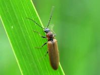 Denticollis linearis