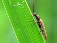 Denticollis linearis