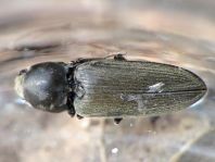 Dicronychus cinereus