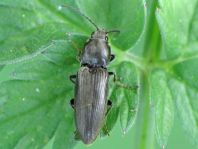 Dicronychus cinereus