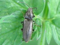 Dicronychus cinereus