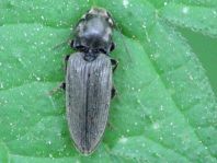 Dicronychus cinereus