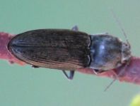 Dicronychus cinereus