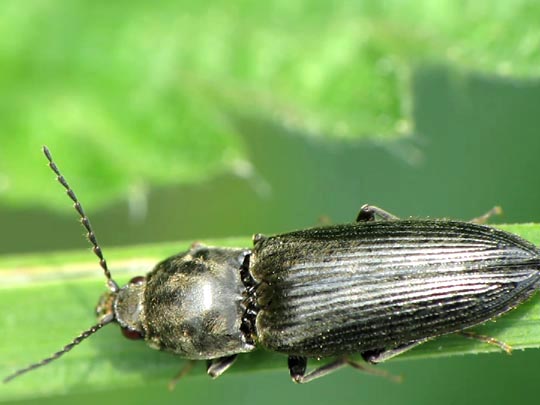 Dicronychus sp.