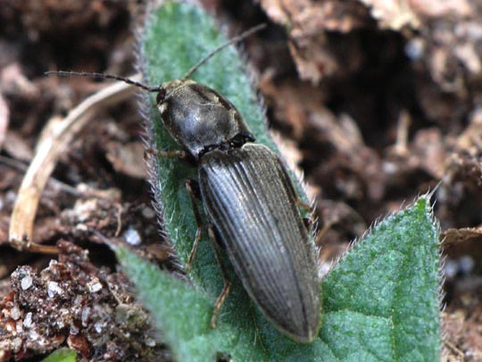 Schnellkäfer, Elateridae