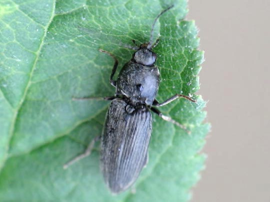 Dicronychus sp.
