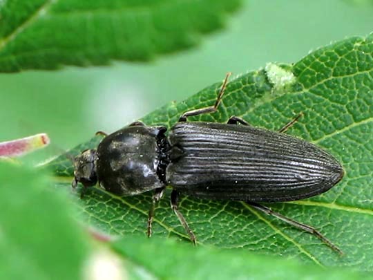 Dicronychus sp.