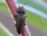 Dicronychus
