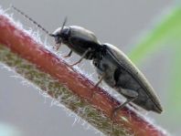 Dicronychus