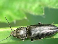Dicronychus