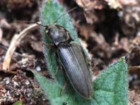 Schnellkäfer, Elateridae